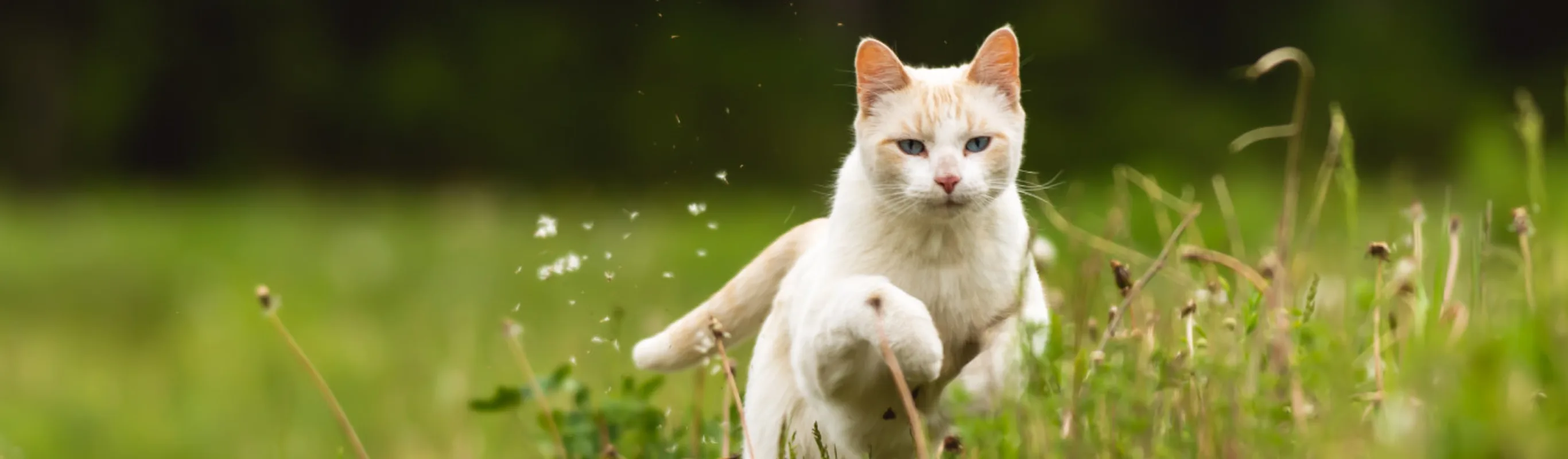 White and Orange cat running through the grassy green field.
